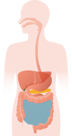 intestino-delgado