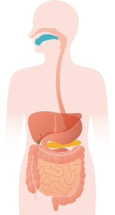 sistema-digestivo-boca