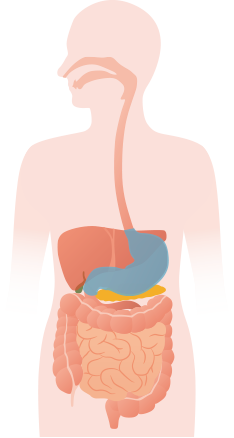 sistema-digestivo-tab-1